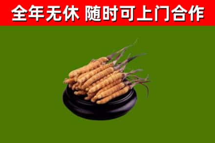 洪雅县回收散虫草