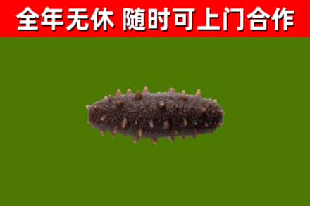 洪雅县回收海参干